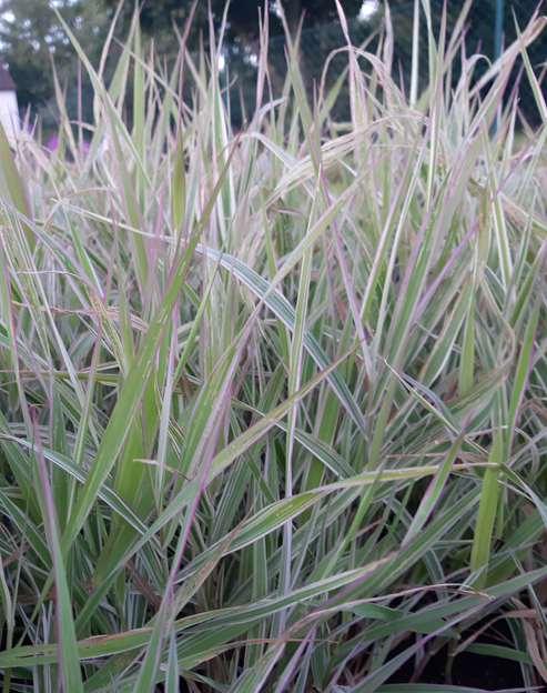 Phalaris arundinacea `Dwarf Garters`